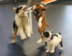 Join small dog playgroup groups. Playgroups Zoom Room