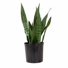 Rated 5.00 out of 5 based on 4 customer ratings. Potted Sansevieria Zeylanica Snake Plant 1 Count Approximate Delivery Is 2 7 Days 9 25 Inch Pot Smith S Food And Drug