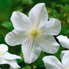 £20.00 each 2 litre ⓘ notify me when this plant is available to order. Clematis Marie Boisselot 2 5l Pot 19 99