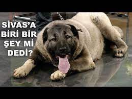 pin op findik kurabiye 2