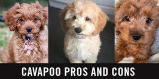 We did not find results for: Cavapoo Price How Much Do Cavapoo Cost Cavapoo World