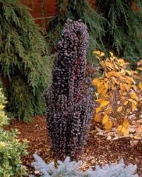 Helmond pillar barberry is a deciduous shrub that grows upright, like a column. Departments Barberry Helmond Pillar 3 Container