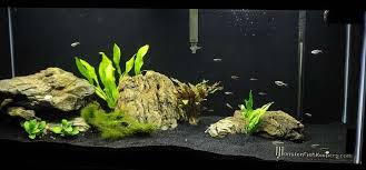 Getting Another Tank Have Aquarium Advice Aquarium Forum Fish Tank Aquarium Fish Tank Aquarium Sand