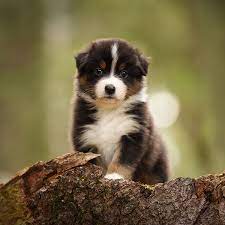 The aussie is considered one of the most desired dogs among dog breeds because of its versatility and trainability. 1 Australian Shepherd Puppies For Sale In Chicago Il