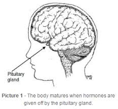 Girls reach their maximum height before menstruation begins. Precocious Early Puberty In Girls Symptoms Diagnosis And Treatment