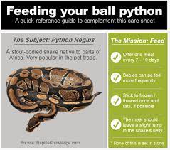 Infographic Ball Python Feeding Haustier Schlange Ball Python Morphs Python