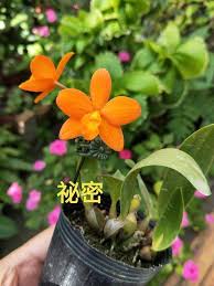 Image result for Kotschya ochreata