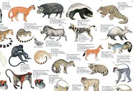 135934 1 Jpg 960 653 Animals Mammals Reference Images