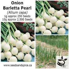 Click the button below to add the onion (cipolla) barletta to your wish list. Barletta White Pearl Onion Allium Cepa 1g 10g Etsy Allium Pearl Onions Seedlings