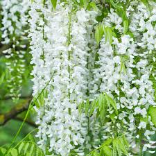 Image result for Wisteria