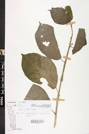 Image result for Scepocarpus