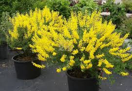 Cytisus Nigricans Cyni Schwarzwerdender Geissklee Fabaceae Hohe 30 100 Cm Klee