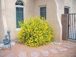 Spanish Broom