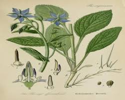 Image result for Borago officinalis