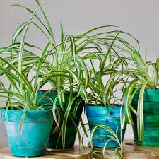 Image result for Chlorophytum krookianum