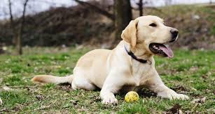 What do you need to know about advanced pet care? Advance Pet Product