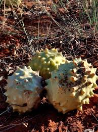 Image result for Acanthosicyos naudinianus