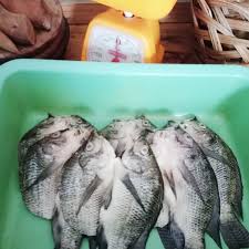 Resep gulai ikan mujair khas padang. Jual Ikan Mujair Nila Fresh Bumbu Kuning Budidaya Rumah Tani Kota Depok Rumah Tani Depok Tokopedia