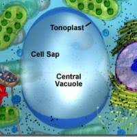 Maybe you would like to learn more about one of these? What Role Does The Central Vacuole In A Plant Cell Have Quora