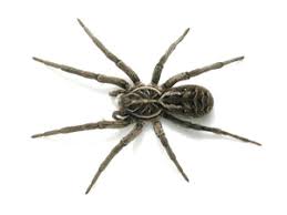 Wolf spider bites can be treated effectively with home remedies that provide topical relief. What To Do If A Wolf Spider Bites