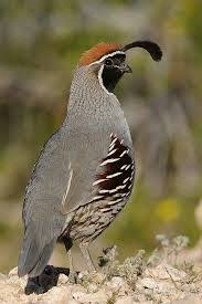 Birds Of Arizona Desert Desert Quail Beautiful Birds Nature Birds Bird Pictures