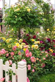 Classic Simplicity Rose Pearls Jeans Rose Garden Design Cottage Garden Design Cottage Garden