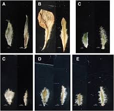 Image result for Isoglossa milanjiensis