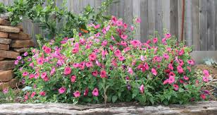 They have large layered flowerheads and bloom in the. Texas Superstars For Full Sun Milberger S Nurserymilberger S Nursery