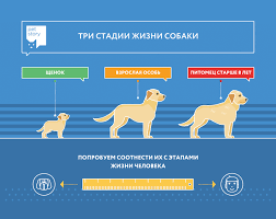 Skolko Let Sobake Po Chelovecheskim Merkam Sootnoshenie I Sravnenie Vozrasta Sobaki I Cheloveka Petstory