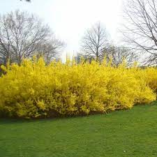 There are about 11 species, mostly native to eastern asia, but one native to southeastern europe. Buy Forsythia Yellow Shrubs Online Beautiful Spring Blooms