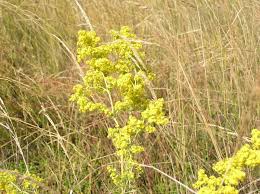 Image result for Galium verum