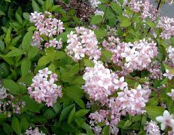Image result for Deutzia x hybrida ′Mont Rose