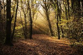 Things to do in Callington