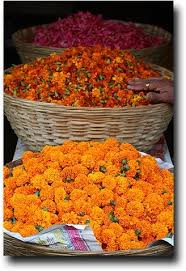 We did not find results for: Indian Flower Market Marigold Pinned By Devika Narain Indian Flowers Flower Market Dried Flowers