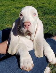 Purebred basset hound puppy, 8 weeks old on monday june 11th, in excellent health & weened. My Blue Eyed Boy California Basset Hound Puppies Facebook