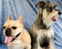 However, such pooches have spine and hips therefore, buying a micro french bulldog for a small amount of money isn't advisable. Miniature French Schnauzer Dog Breed Info Pictures Traits Facts Doggie Designer
