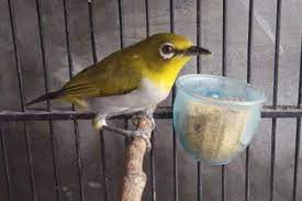 Mengenal Kelebihan Pleci Buxtoni Harga Gambar Suara