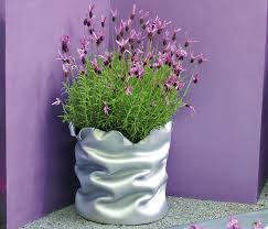 La lavande est une plante très appréciée autant pour sa couleur que pour son délicieux parfum. Fiche Pratique Les Lavandes Detente Jardin