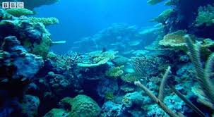 Dasar laut tidak banyak di eksplorasi manusia. Terlihat Bukit Kecil Yang Bergerak Di Dasar Laut Para Penyelam Terkejut Tidak Sangka Rupa Rupanya Ini Dia Hidupan Misteri Tersebut Steemit