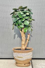 Image result for Polyscias