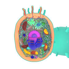Maybe you would like to learn more about one of these? Animal Cell 3d Model 20 Obj Max Free3d