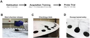 The circular mazes option in hvs image 2016 gives the researcher much more detailed and flexible analysis than was previously available. Barnes Maze Procedure For Spatial Learning And Memory In