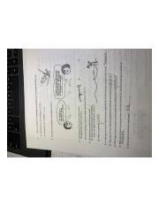 Waves & electromagnetic spectrum worksheet. 25192225 Doc Worksheet Labeling Waves 1 The Highest Point On A Wave Is The Crest While The Lowest Point Is The Trough 2 The Amplitude Of A Wave Is A Course Hero