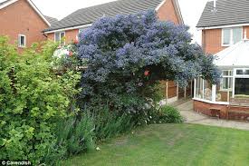 You can use the filters to further narrow your search. Woman To Sue Neighbours After Chainsaw Massacre Reduced Her Beloved Trees To Stumps Daily Mail Online