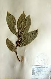 Image result for Artabotrys