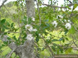 Image result for Pavetta uniflora