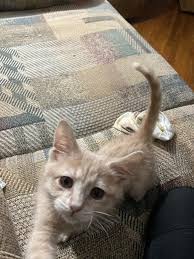 Some of these ingredients, such as thimerosal, have. Li L Nibbles Kitten Food Meow Mix