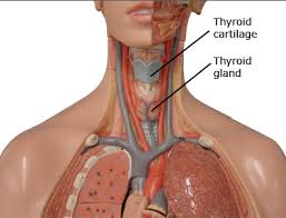 Left lobe of the liver. Human Torso Model Flashcards Quizlet
