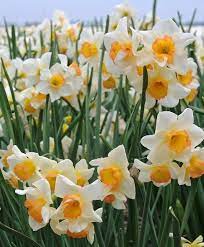 Narcissus Yazz Yazz Has A Distinctive Look And Attitude It Opens With A Pale Yellow Perianth That Matures To Ivo Narcissus Flower Bulb Flowers Daffodil Flower
