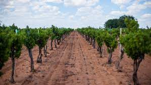 Check spelling or type a new query. Why West Texas Vineyards Have Roots In Cotton Farms Sevenfifty Daily